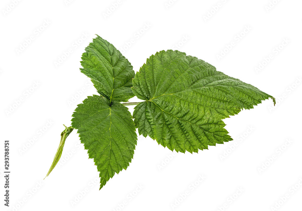 Raspberry leaf isolated on white background Raspberry leaf isolated on white background