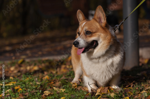 Welsh Corgi Pembroke portret in the park among the fallen leaves. photo