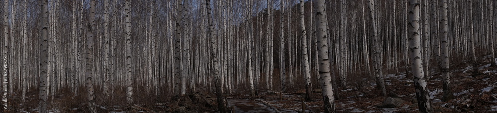 Obraz premium 자작나무 숲 파노라마