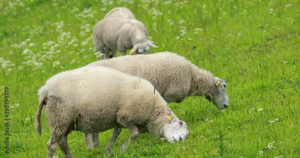 Norway. Domestic Sheep Grazing In Hilly Norwegian Pasture. Sheep Eating Fresh Spring Grass In Green Meadow. Sheep Farming Norway. Domestic Sheep Grazing In Hilly Norwegian Pasture. Sheep Eating Fresh Spring Grass In Green Meadow. Sheep Farming