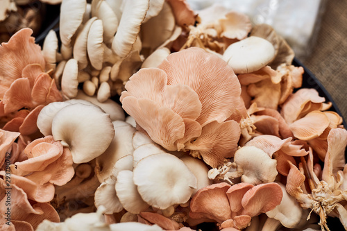 organic Oyster mushrooms at the market stall