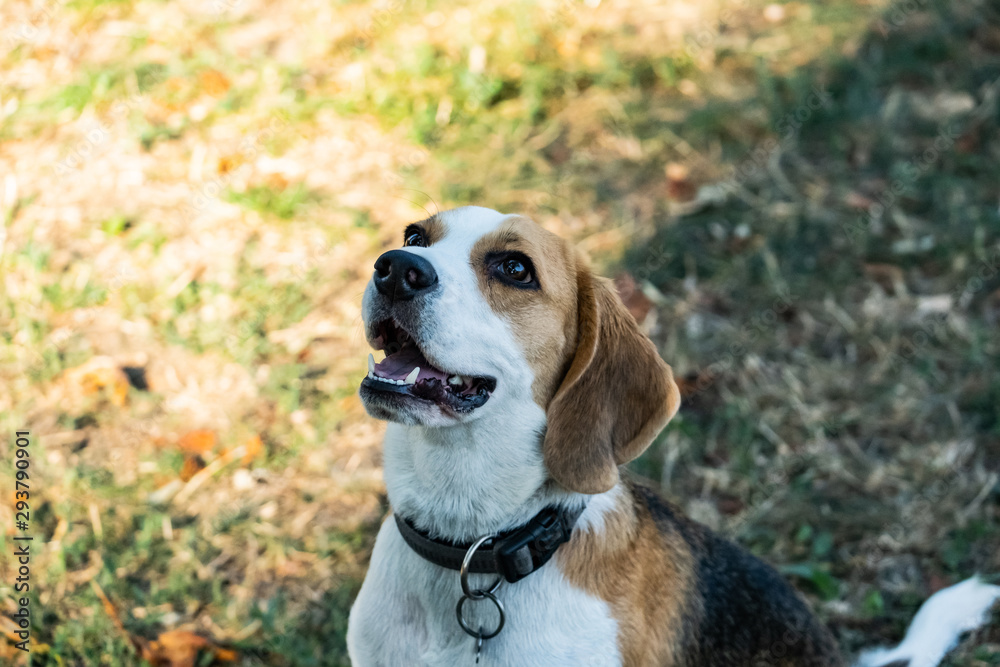 portrait of the beagle dog outdoors on the grass