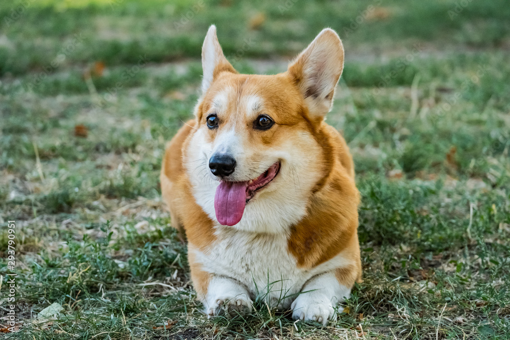 Close up portrait of funny corgi dog on the green grass