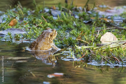 European toad