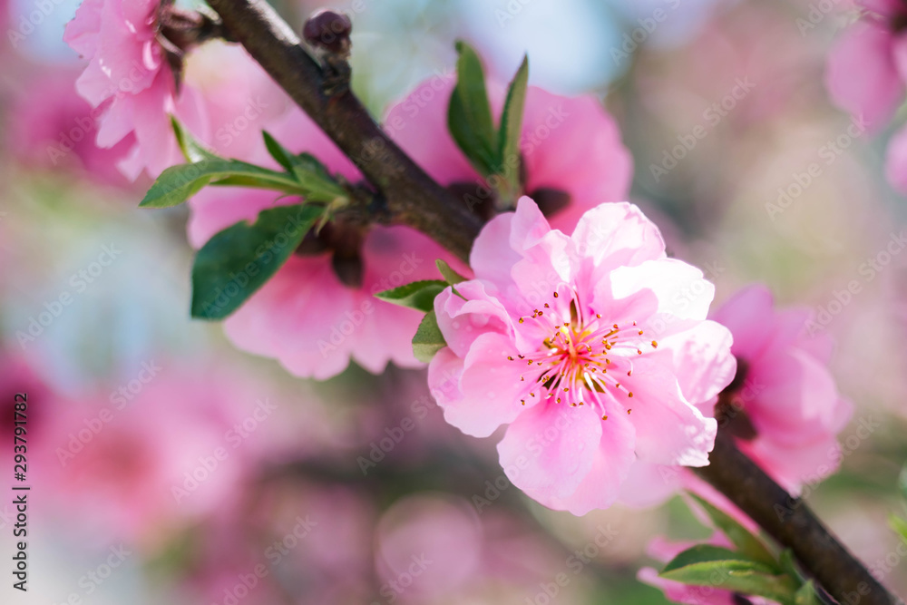 Blooming pink plum blossom with blur background