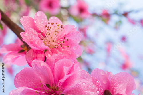 Blooming pink plum blossom with droplet