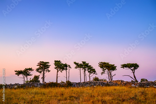 Mediterranean pine trees in the sunset