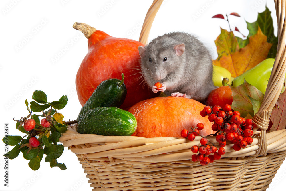 Cute rat dumbo with vegetables on a white isolated background. Branches of  mountain ash, rose hips, pumpkin and other vegetables in a wicker basket.  Stock Photo | Adobe Stock