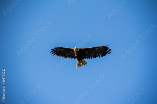 white headed eagle flying