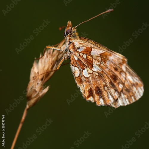 Orange butterfly in early morning in natural environment, Danubian wetland, Slovakia, Europe