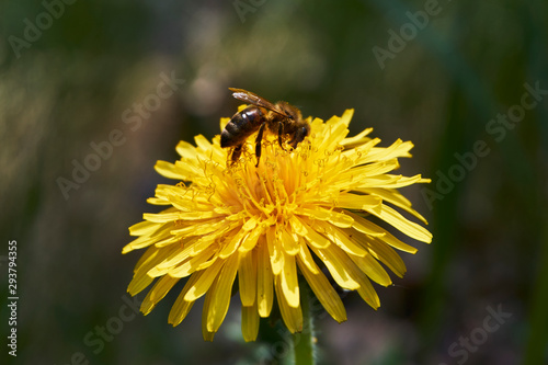 Bee on yellow dandelion © Natalja