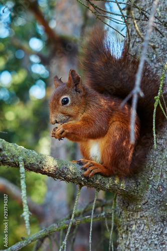 Squirrel eats fruit © Natalja