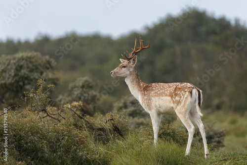 Fallow deer during mating season
