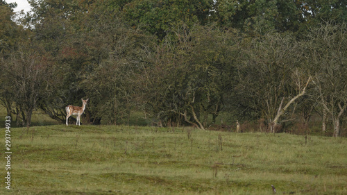 Photography Fallow deer in nature during mating season in autumn colors