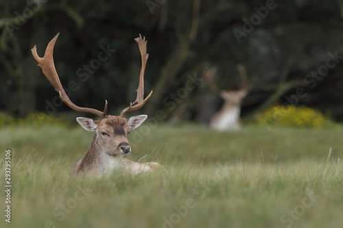 Photography Fallow deer in nature during mating season in autumn colors