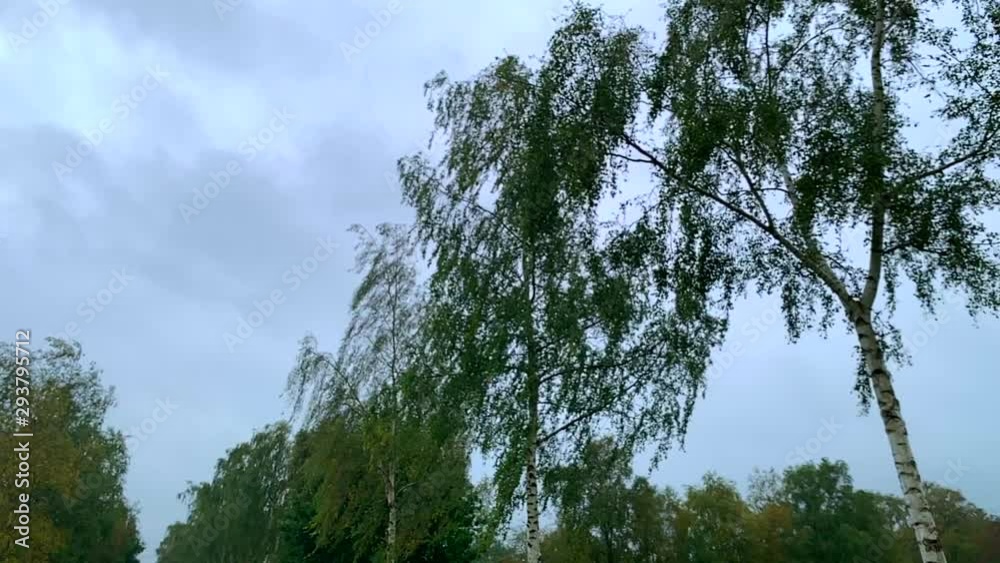 Leaves blow in the wind during a small storm. The sky is covered by clouds. Slow Motion Leaves blow in the wind during a small storm. The sky is covered by clouds. Slow Motion