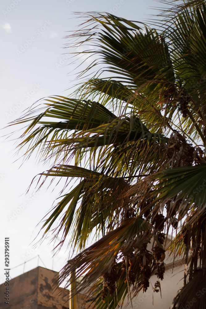 Fototapeta premium palm trees closeup in city environment