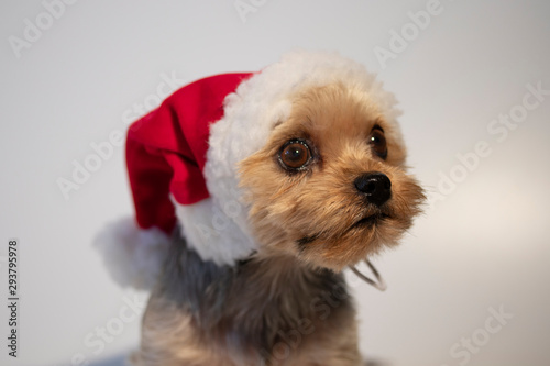 Yorkshire Terrier Santa