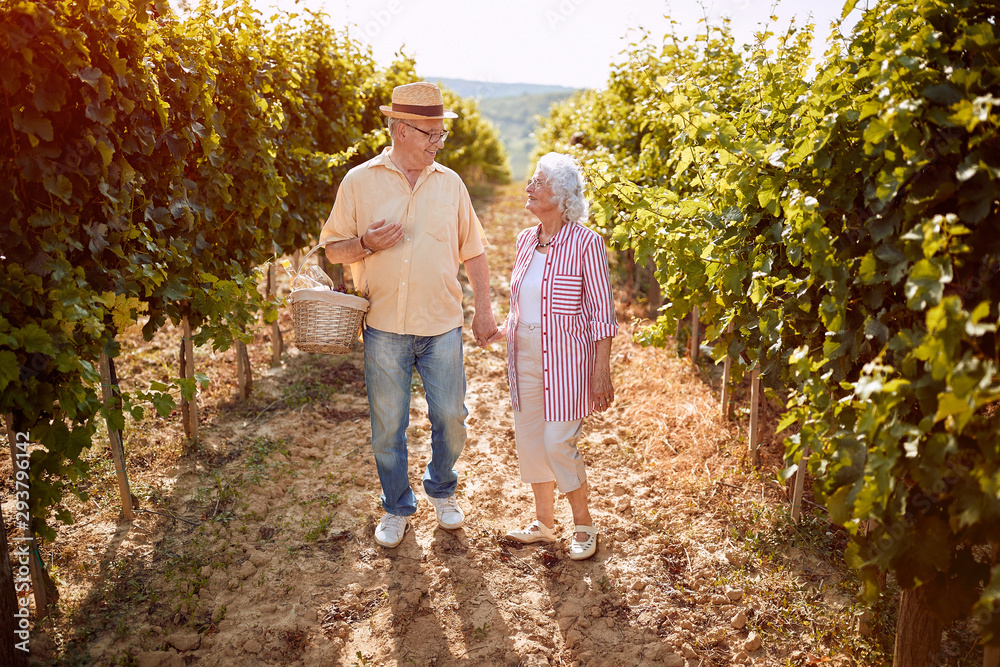 Fototapeta premium Wine and grapes. Harvesting grapes. Happy senior couple with grape basket .