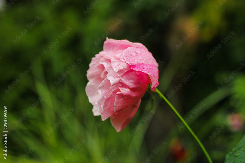 Obraz premium EIne rosa Rose Blüte mit Tautropfen Traurig Trauer Tod sterben