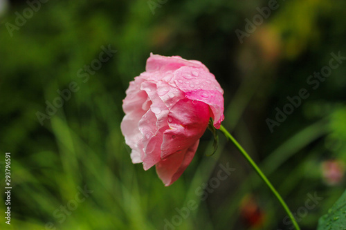 EIne rosa Rose Blüte mit Tautropfen Traurig Trauer Tod sterben