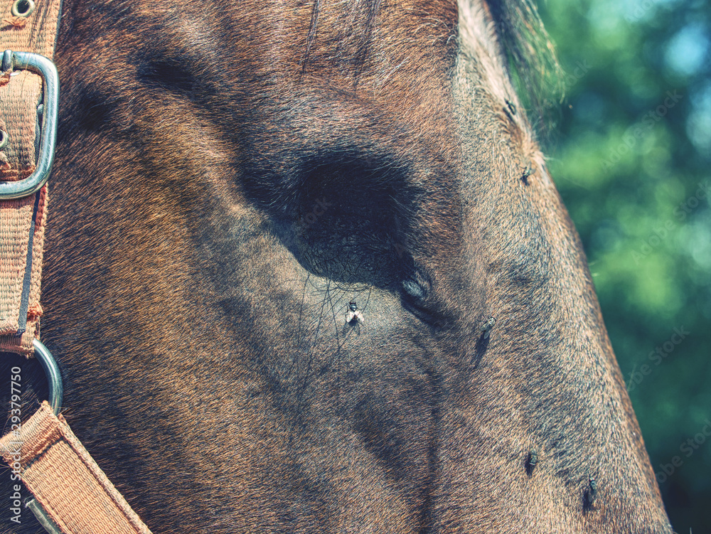 Blind Horse Eye