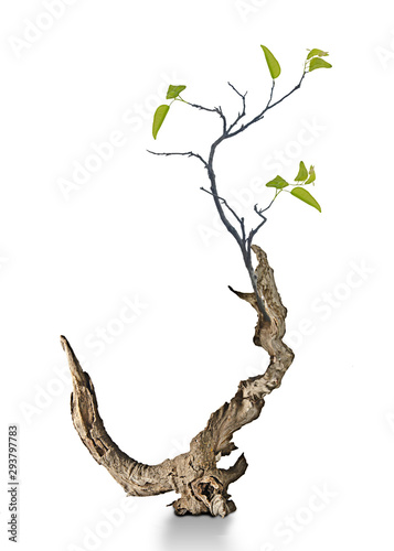 Obraz na plátně close up of dry branch