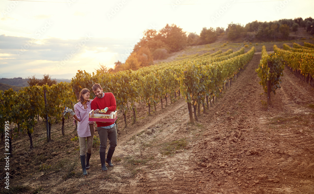 Vines in a vineyard in autumn. Couple harvesters grape in vineyard..