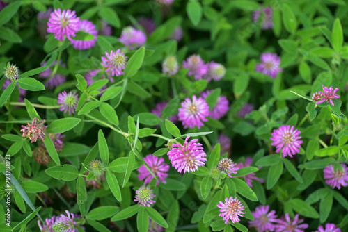 Red clover flowers