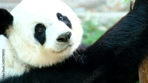 Giant panda bear playing and lying cute on bed, animal