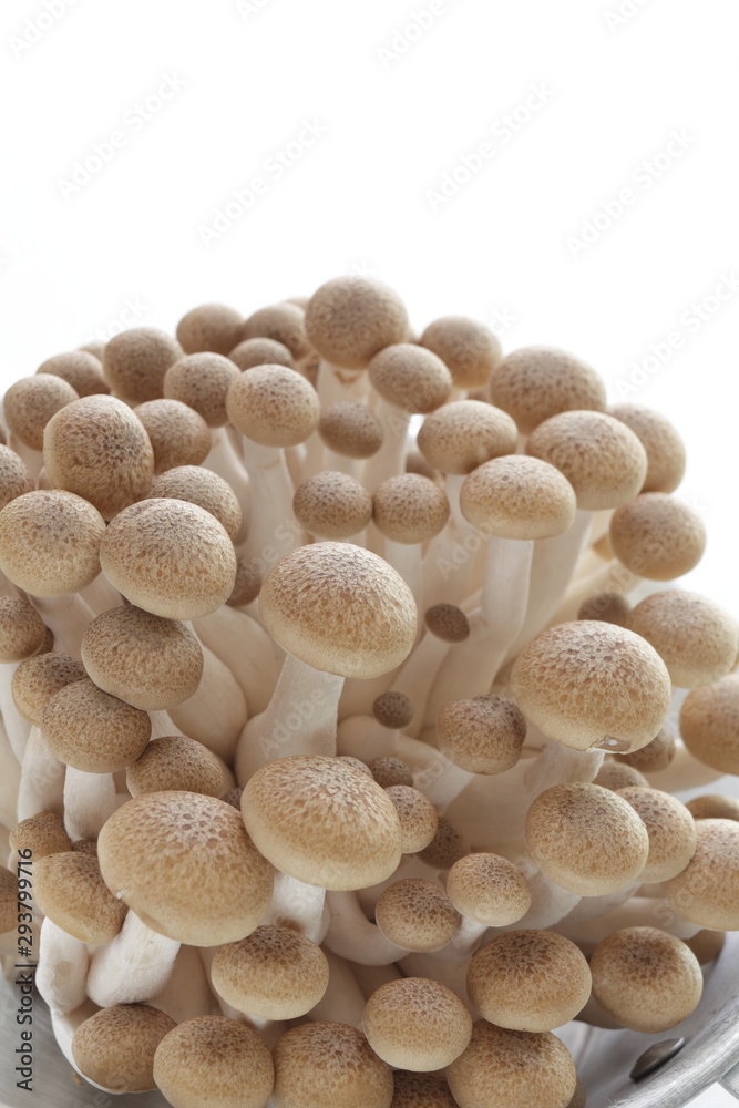 Japanese mushroom, shimeji mushroom on white background Japanese mushroom, shimeji mushroom on white background
