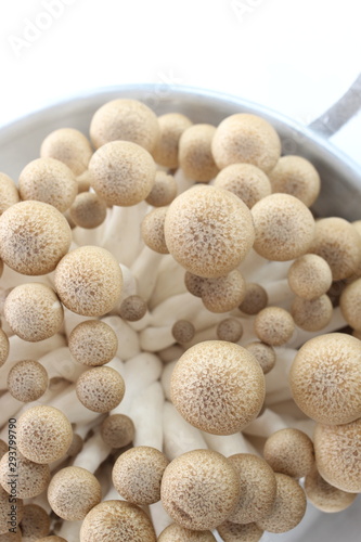 Japanese mushroom, shimeji mushroom on white background © jreika