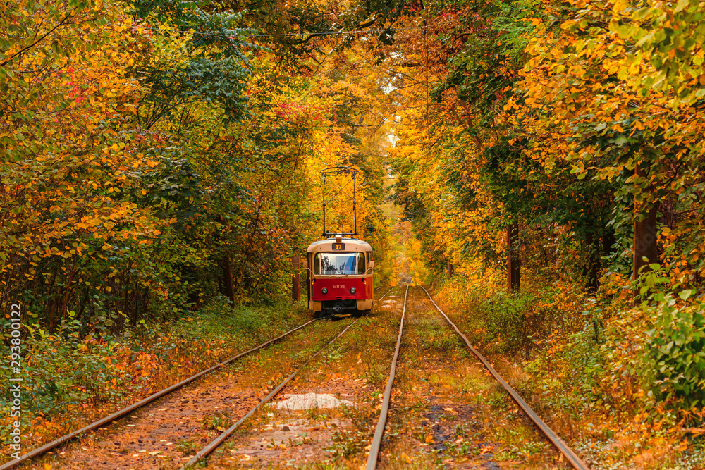 Autumn forest through which an old tram rides (Ukraine)