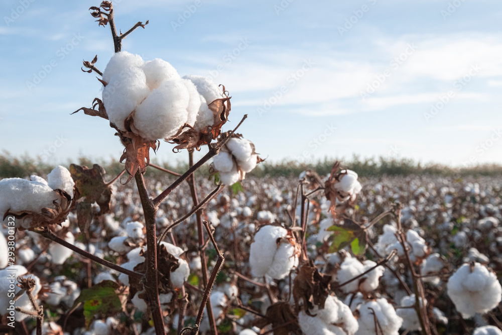 Branch of ripe cotton on the cotton field - obrazy, fototapety, plakaty 