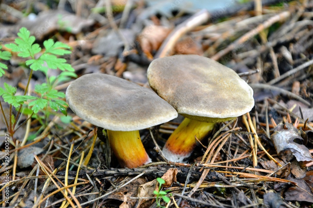 Xerocomus subtomentosus, commonly known as suede bolete, brown and yellow bolet, boring brown bolete or yellow-cracked bolete. Suede bolete mushrooms in the forest Xerocomus subtomentosus, commonly known as suede bolete, brown and yellow bolet, boring brown bolete or yellow-cracked bolete. Suede bolete mushrooms in the forest