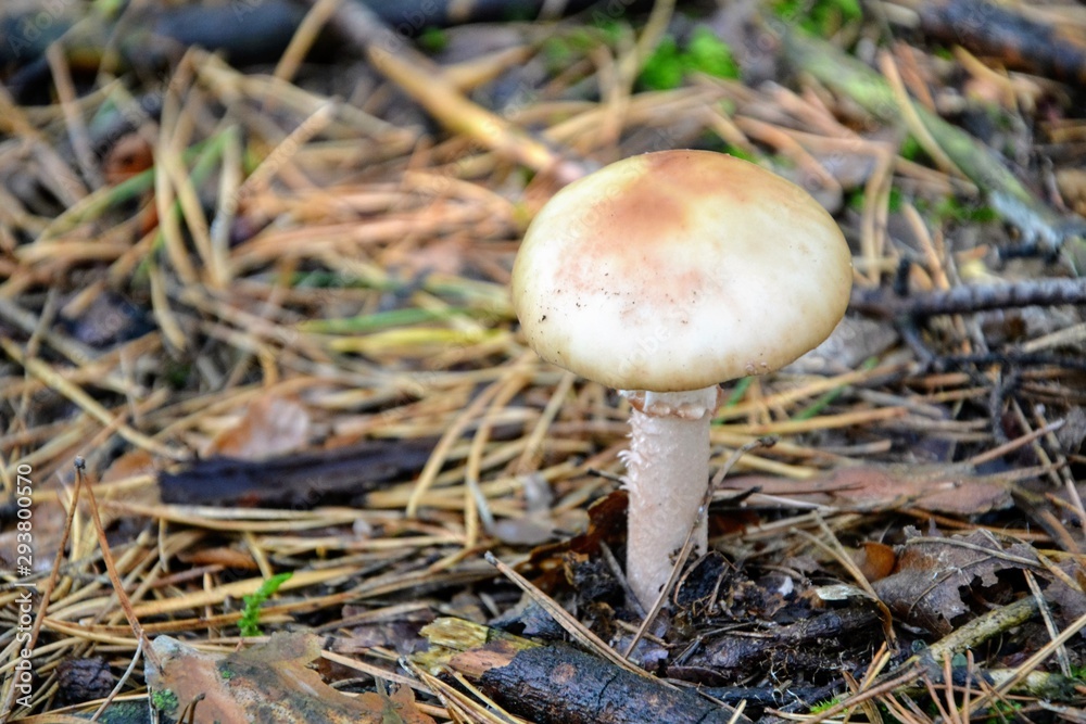 Mushroom from the genus Amanita, inedible and poisonous Mushroom from the genus Amanita, inedible and poisonous
