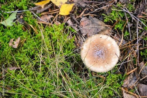 Top view. Mushroom from the genus Amanita, inedible and poisonous
