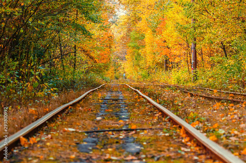 Autumn forest through which an old tram rides (Ukraine)