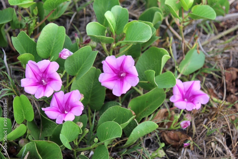 Pink flowers among green leaves in the sand. Pink flowers among green leaves in the sand.