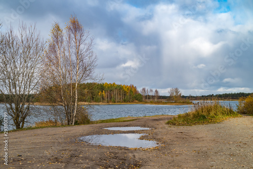 forest in autumn