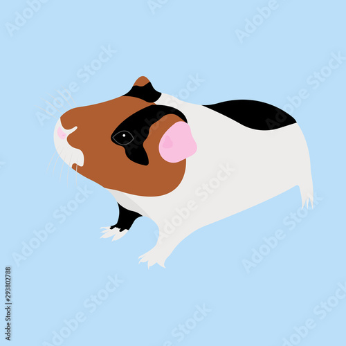 Colorful cavy on blue background. Vector Illustration of cavy.