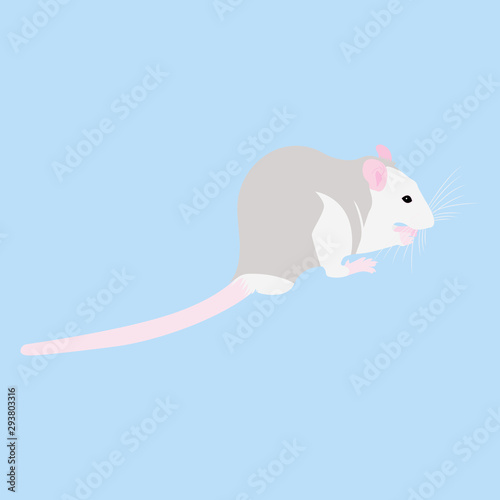 Pet Rat. Decorative rat. Domestic rat. cute Rat. cute Pet