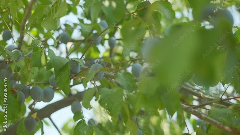 Plums grow in countryside orchids on sunny summer day Plums grow in countryside orchids on sunny summer day