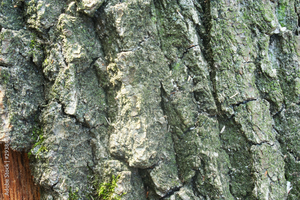 Embossed texture of the brown bark of a tree with green moss and lichen on it. Embossed texture of the brown bark of a tree with green moss and lichen on it.