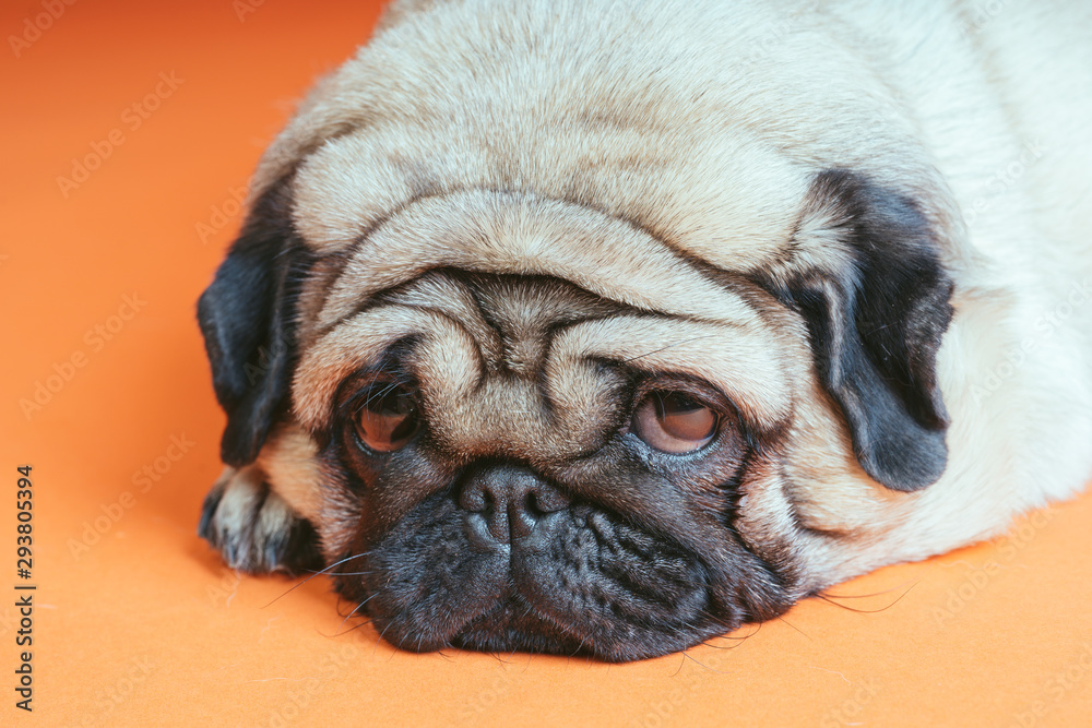 Cute dog breed pug posing on an orange background. A dog with sad eyes. Pug close-up