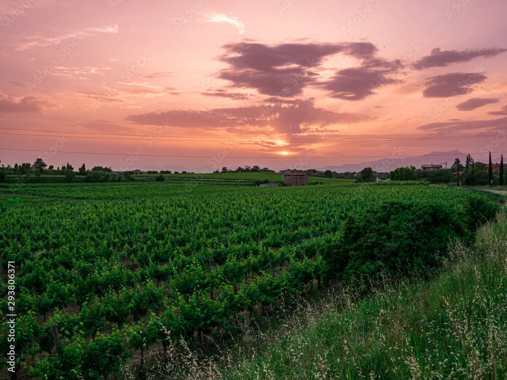 Rosa Italian sunset with vineyard in deep nature and silence