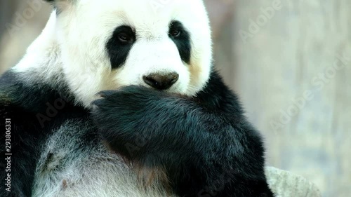 Giant panda bear playing and lying cute on bed, animal