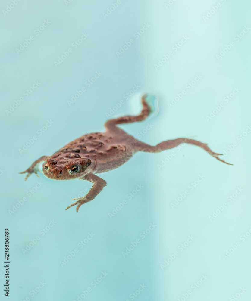 A brown common toad (Bufo bufo) floating in a pool.
