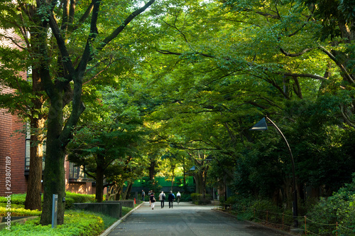 Fototapeta Naklejka Na Ścianę i Meble -  Tokyo, Japan, Ueno Park, Tokyo University of the Arts, green treetop crow