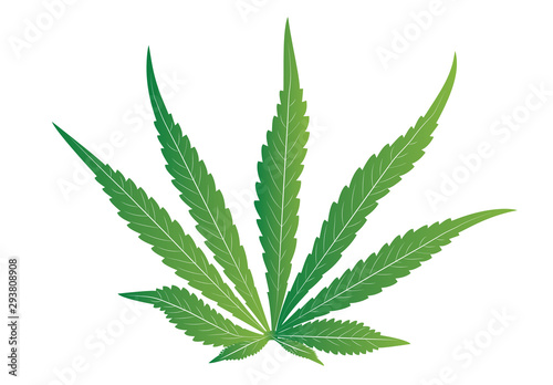 Cannabis marijuana leaf, Cannabis sativa vector